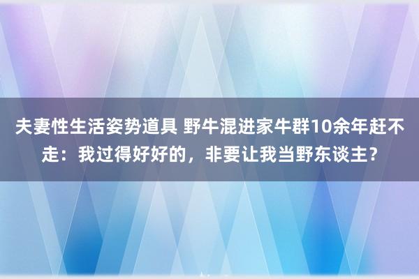 夫妻性生活姿势道具 野牛混进家牛群10余年赶不走：我过得好好的，非要让我当野东谈主？